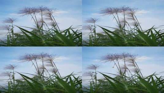 实拍蓝天风吹芦苇植物高清在线视频素材下载