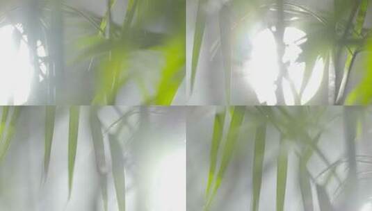 阳光逆光竹叶树叶树林晴天唯美小清新空镜头高清在线视频素材下载