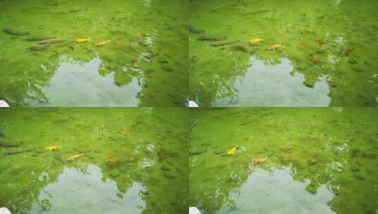 实拍清澈见底池塘鱼高清在线视频素材下载