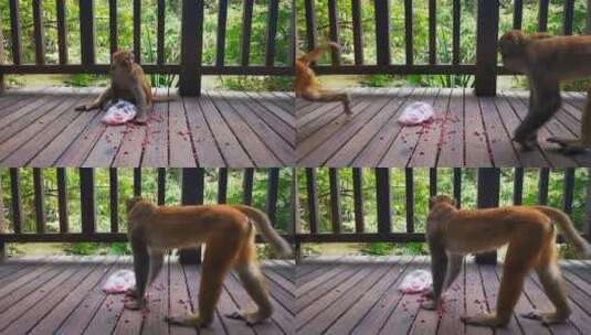 实拍动物园猴子高清在线视频素材下载