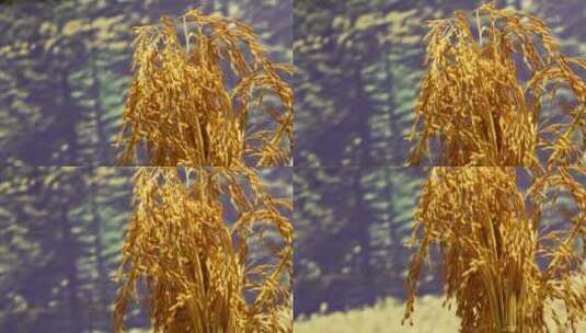 水稻一束稻谷大米高清在线视频素材下载