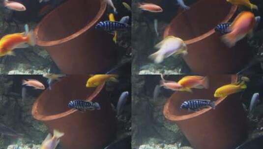 养鱼三湖慈鲷水族鱼缸高清在线视频素材下载