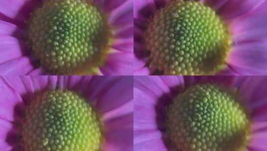 微距红蓝光鲜花摄影非洲菊高清在线视频素材下载