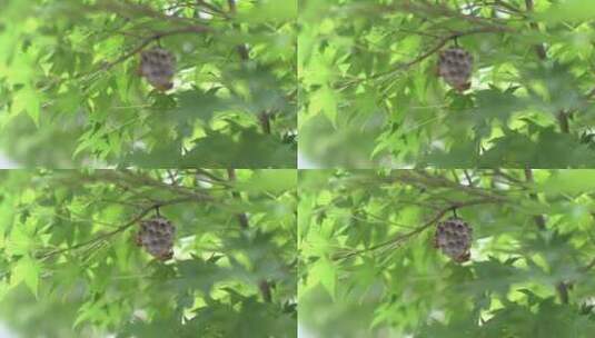 特写·隐藏在绿树中的蜜蜂和蜂巢高清在线视频素材下载