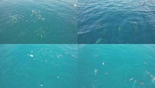 航拍海豚海鸥海鸟嬉戏捕食鱼群高清在线视频素材下载