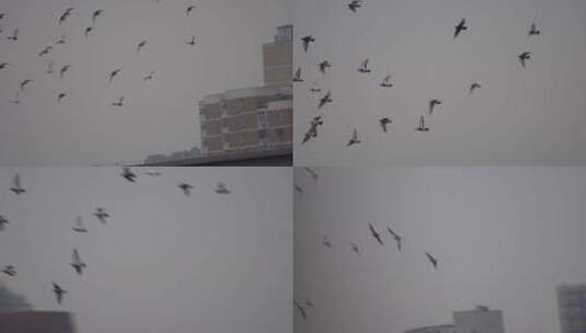 阴天城市上空鸽子和平鸽高清在线视频素材下载
