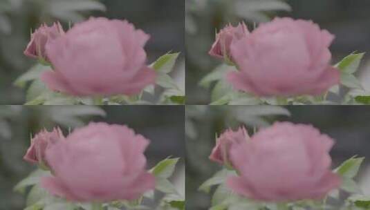 温室花卉LOG视频素材高清在线视频素材下载