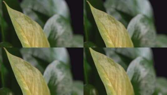 绿植绿萝黄叶枯黄叶子高清在线视频素材下载