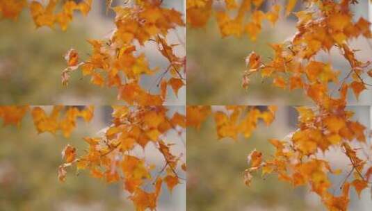 秋天秋叶美景高清在线视频素材下载