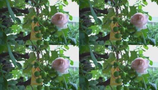 绿叶里的玫瑰花高清在线视频素材下载