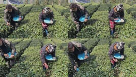 茶叶 茶树施肥 茶园高清在线视频素材下载