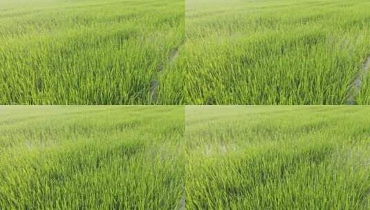 航拍水稻田地灌溉自然田园风光高清在线视频素材下载