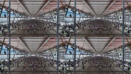 鸽子肉鸽养殖场高清在线视频素材下载