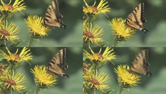 蝴蝶采花粉高清在线视频素材下载