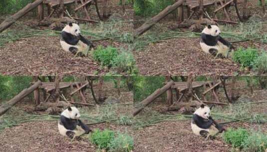 国宝熊猫坐着吃竹子可爱至极高清在线视频素材下载