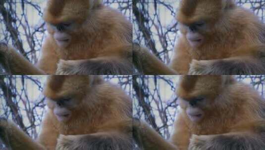 一只母金丝猴高清在线视频素材下载