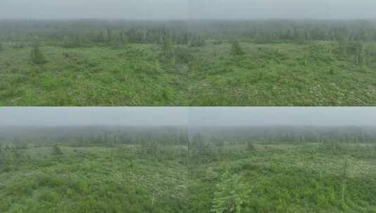 航拍晨雾中的森林草甸高清在线视频素材下载