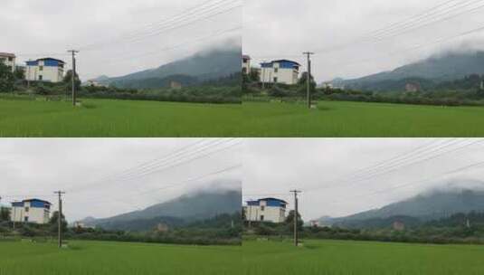 水稻平移镜头高清在线视频素材下载