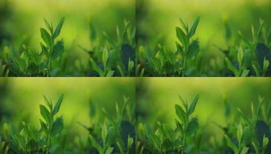 春天绿茶种植园翠绿茶叶嫩芽微风中摇曳特写高清在线视频素材下载