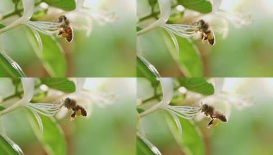 蜜蜂在金银花上采蜜特写高清在线视频素材下载
