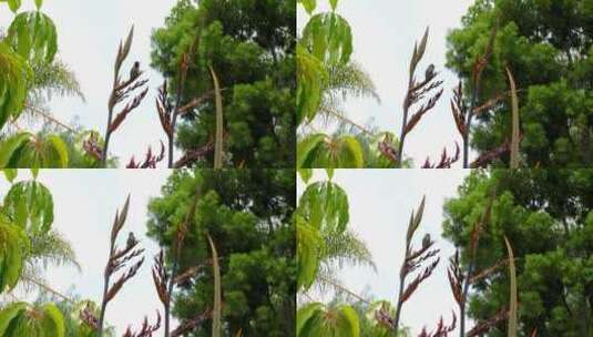 蓝天下棕榈树林中觅食的蜂鸟高清在线视频素材下载