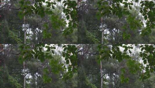 风雨中的树林高清在线视频素材下载