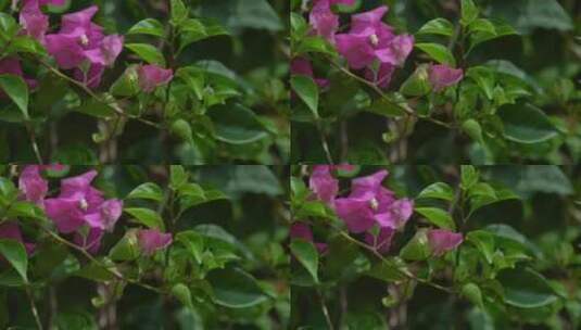 三角梅植物花朵高清在线视频素材下载