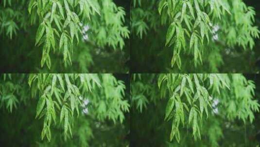 夏季雨天竹叶雨滴景观高清在线视频素材下载