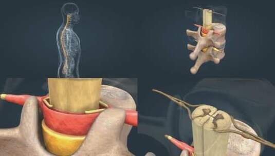 医学人体解剖椎间盘突出脊髓的解剖结构高清在线视频素材下载