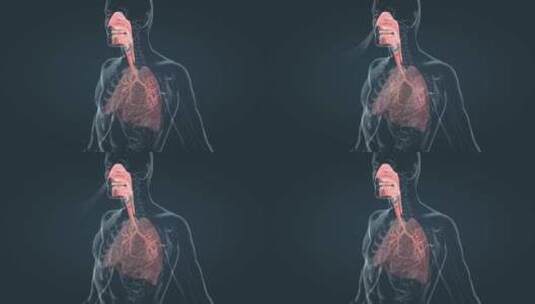人体呼吸系统肺功能肺呼吸肺活量三维动画高清在线视频素材下载