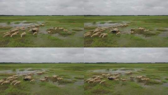 草原羊群航拍高清在线视频素材下载