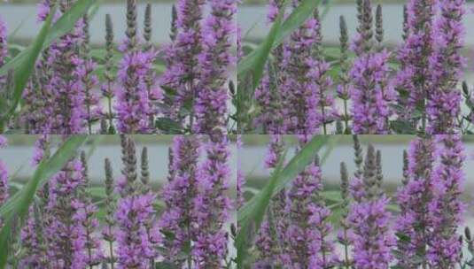沼泽紫色花朵背景高清在线视频素材下载