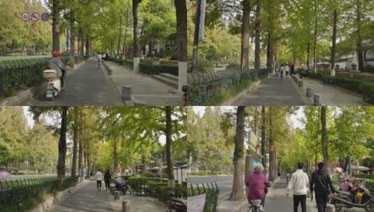 南京的杉树马路高清在线视频素材下载