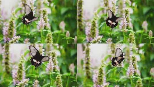 美丽蝴蝶飞舞黑蝴蝶花丛中慢镜头高清在线视频素材下载