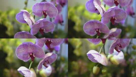 开放的带有紫色花纹的蝴蝶兰高清在线视频素材下载