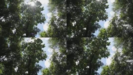 原始森林树木茂盛阳光明媚高清在线视频素材下载