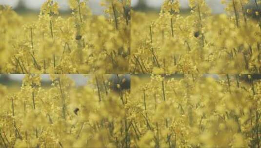 蜜蜂为明亮的黄色花朵授粉高清在线视频素材下载