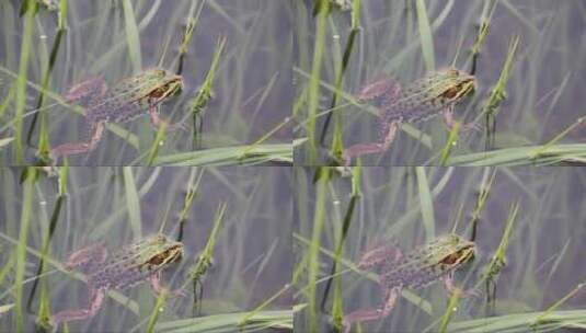 水中的草蛙高清在线视频素材下载