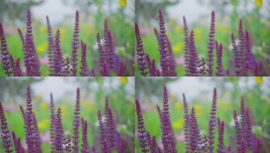 草地里的紫色花朵随风舞动高清在线视频素材下载