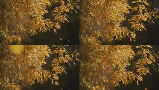 秋天 落叶 树叶飘落高清在线视频素材下载