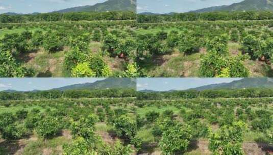 航拍新农村发展种植园高清在线视频素材下载