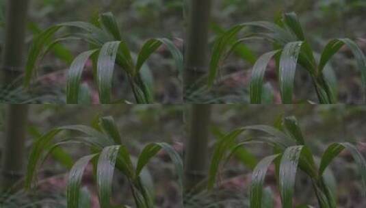 4K雨滴落在雨林绿色植物叶片上高清在线视频素材下载