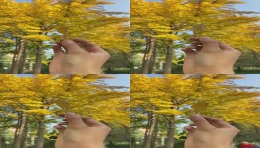 济南泉城公园，银杏树林金黄高清在线视频素材下载
