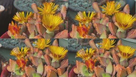 四海波花朵高清在线视频素材下载