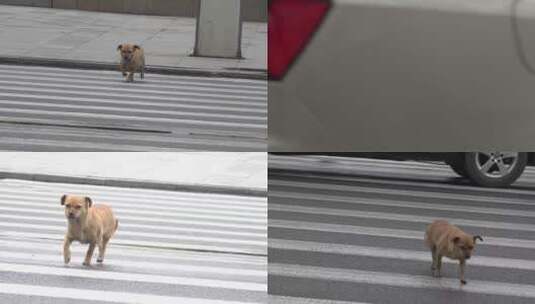 4K小狗走斑马线过马路高清在线视频素材下载