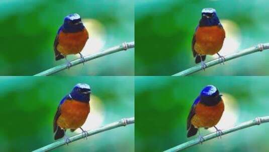橙色和蓝色羽毛小鸟高清在线视频素材下载