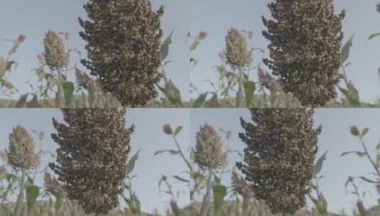 高粱种植高粱穗特写LOG视频素材高清在线视频素材下载