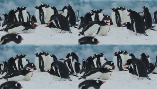 南极大陆企鹅高清在线视频素材下载