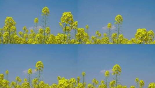 低角度拍摄蓝天下春天的油菜花田野高清在线视频素材下载