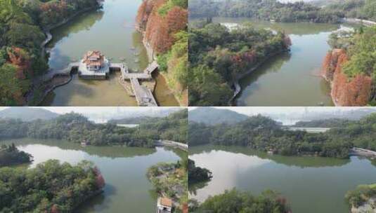 深圳仙湖植物园落羽杉高清在线视频素材下载